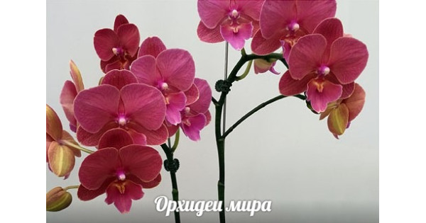 ХХХ әйел аналар Сюжеті бар үлкен семіз әйелдермен порно